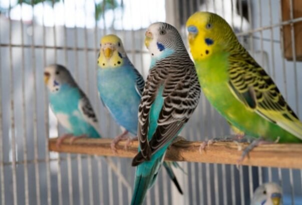 Australian Parrots for sale online