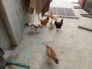 Desi Hen Pair for sale in Lahore