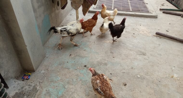 Desi Hen Pair for sale in Lahore