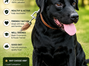 Labrador Dod