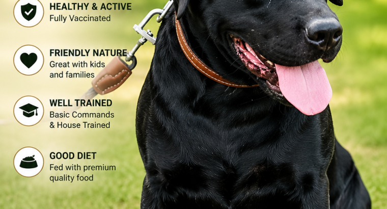 Labrador Dod
