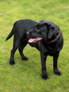 Labrador Dod