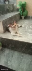 Persian cat