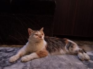 Persian cat
