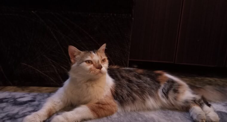 Persian cat