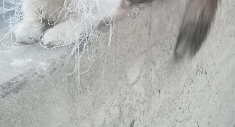 Persian cat