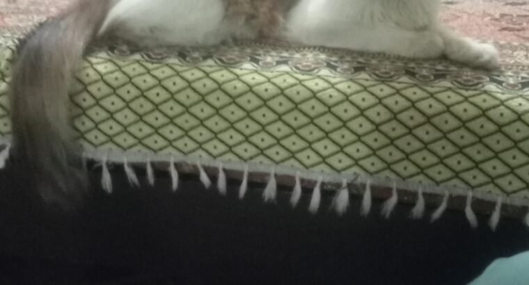 Persian cat