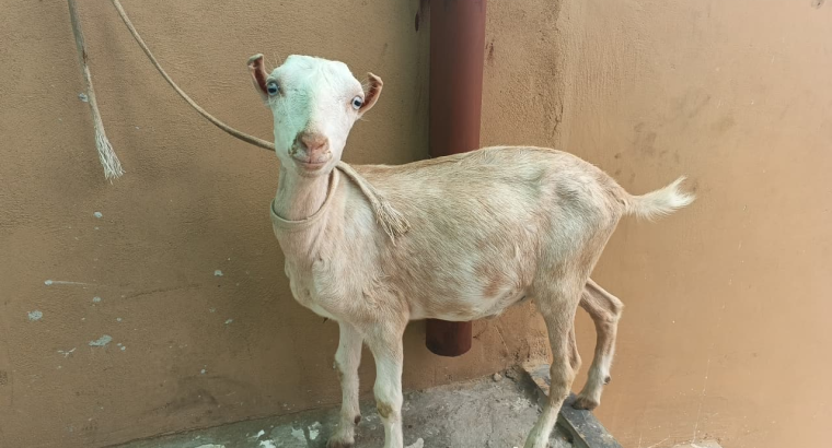 Tadi bakra White eyes