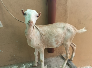 Tadi bakra White eyes