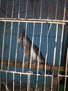Birds for sale in Karachi