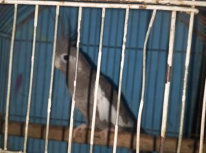 Birds for sale in Karachi