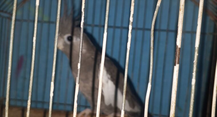 Birds for sale in Karachi