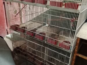 cages for sale