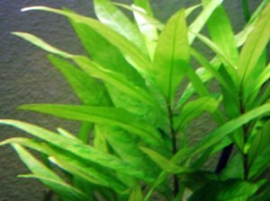 Aquarium plants for sale
