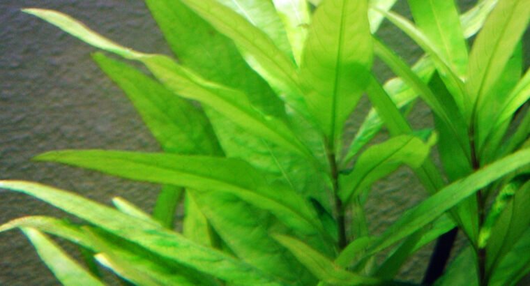 Aquarium plants for sale