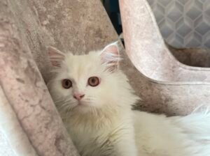 Persian cat