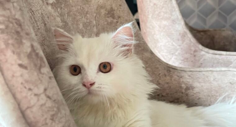 Persian cat