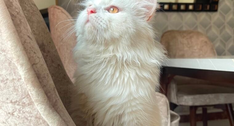 Persian cat