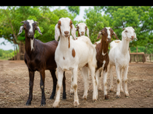 goat desi