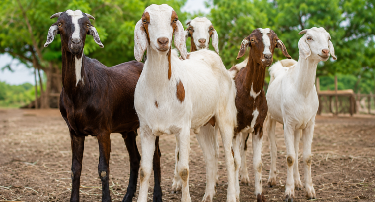 goat desi