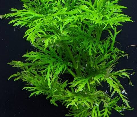 Aquarium plants for sale