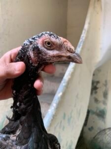 aseel mushki madi and cheeny chicks for sale