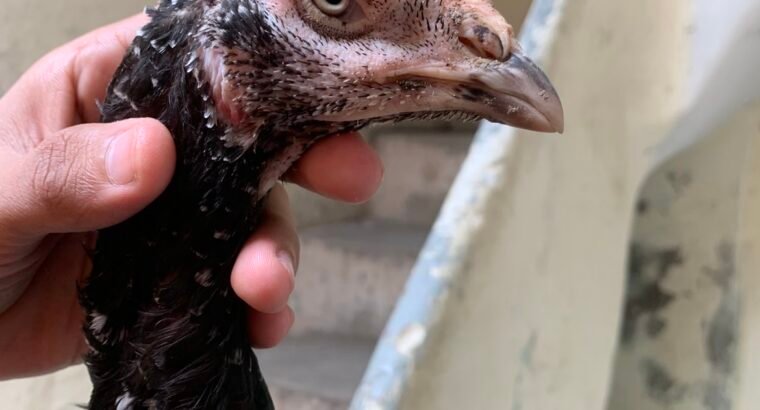 aseel mushki madi and cheeny chicks for sale