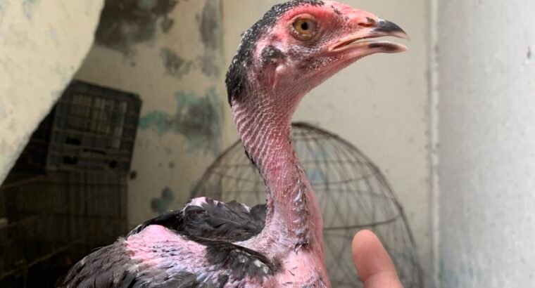 aseel mushki madi and cheeny chicks for sale