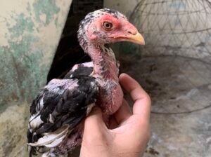 aseel mushki madi and cheeny chicks for sale