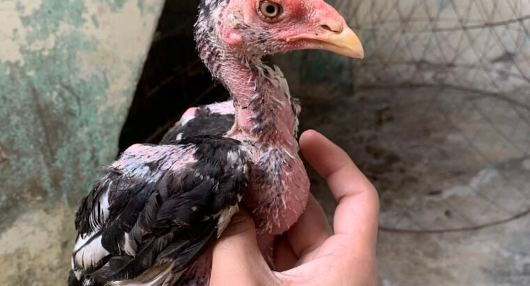 aseel mushki madi and cheeny chicks for sale