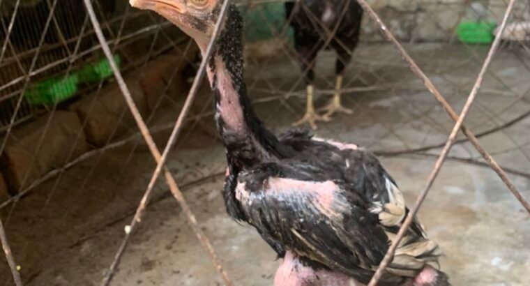 aseel mushki madi and cheeny chicks for sale