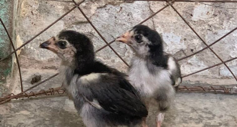 aseel mushki madi and cheeny chicks for sale