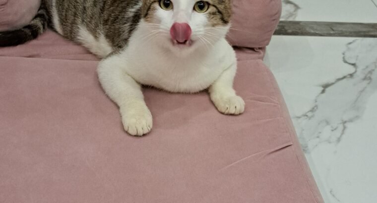 Healthy Male Domestic Shorthair Tabby Cat