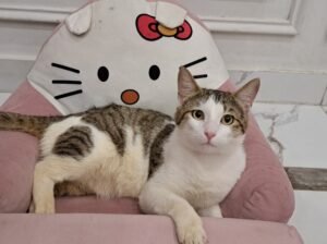 Healthy Male Domestic Shorthair Tabby Cat