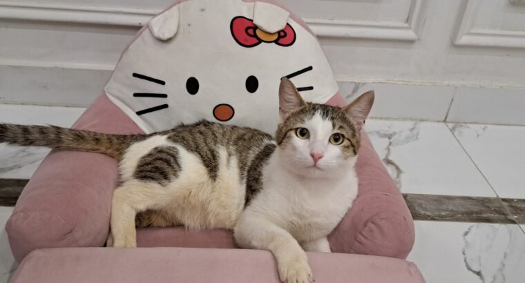 Healthy Male Domestic Shorthair Tabby Cat