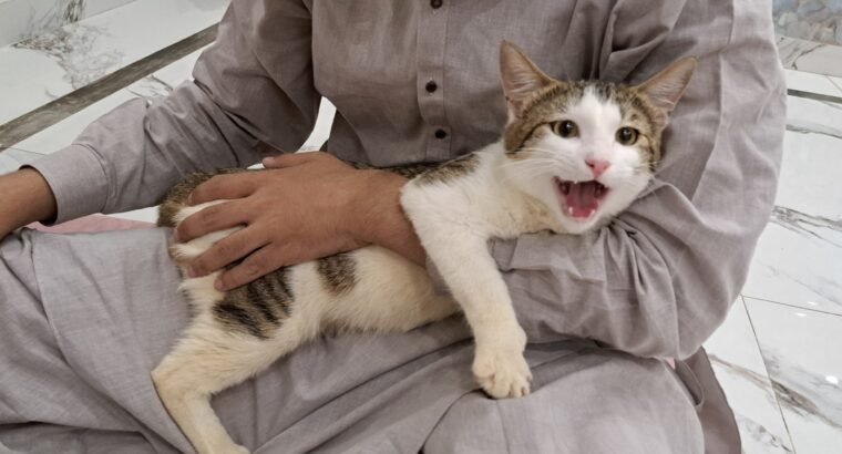 Healthy Male Domestic Shorthair Tabby Cat