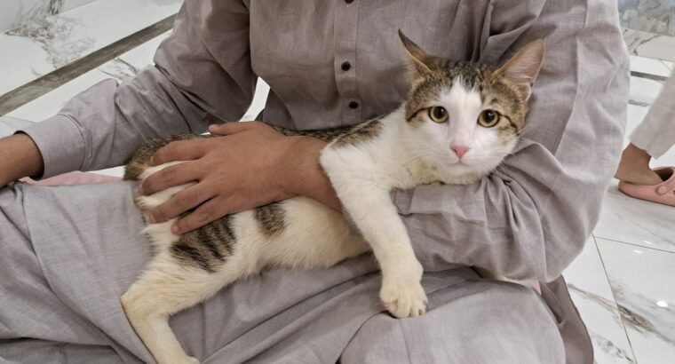 Healthy Male Domestic Shorthair Tabby Cat