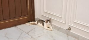 Healthy Male Domestic Shorthair Tabby Cat