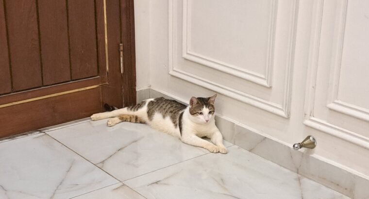 Healthy Male Domestic Shorthair Tabby Cat