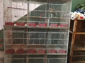 Cages