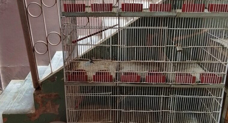 Cages