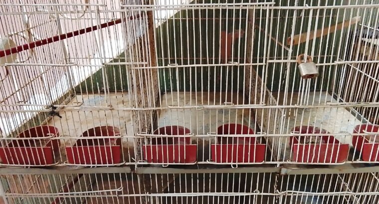 Cages