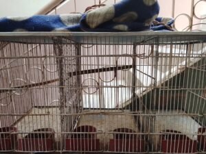 Cages