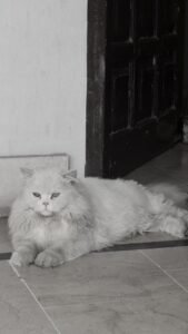 Long Coat Male Cat
