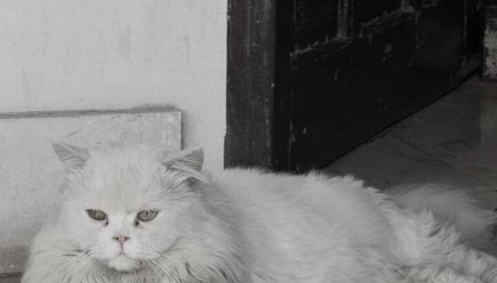 Long Coat Male Cat