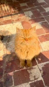 Long Coat Female Cat