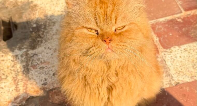 Long Coat Female Cat