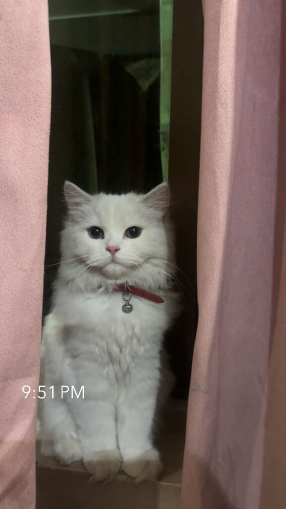 Long Coat Female 4 Months h - photo 3