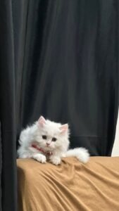 Long Coat Female 4 Months h