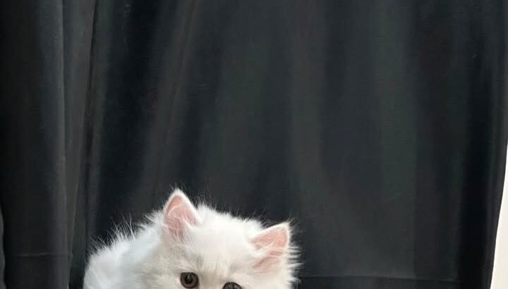 Long Coat Female 4 Months...
